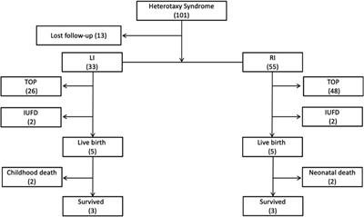 Characterization of ultrasound and postnatal pathology in fetuses with heterotaxy syndrome